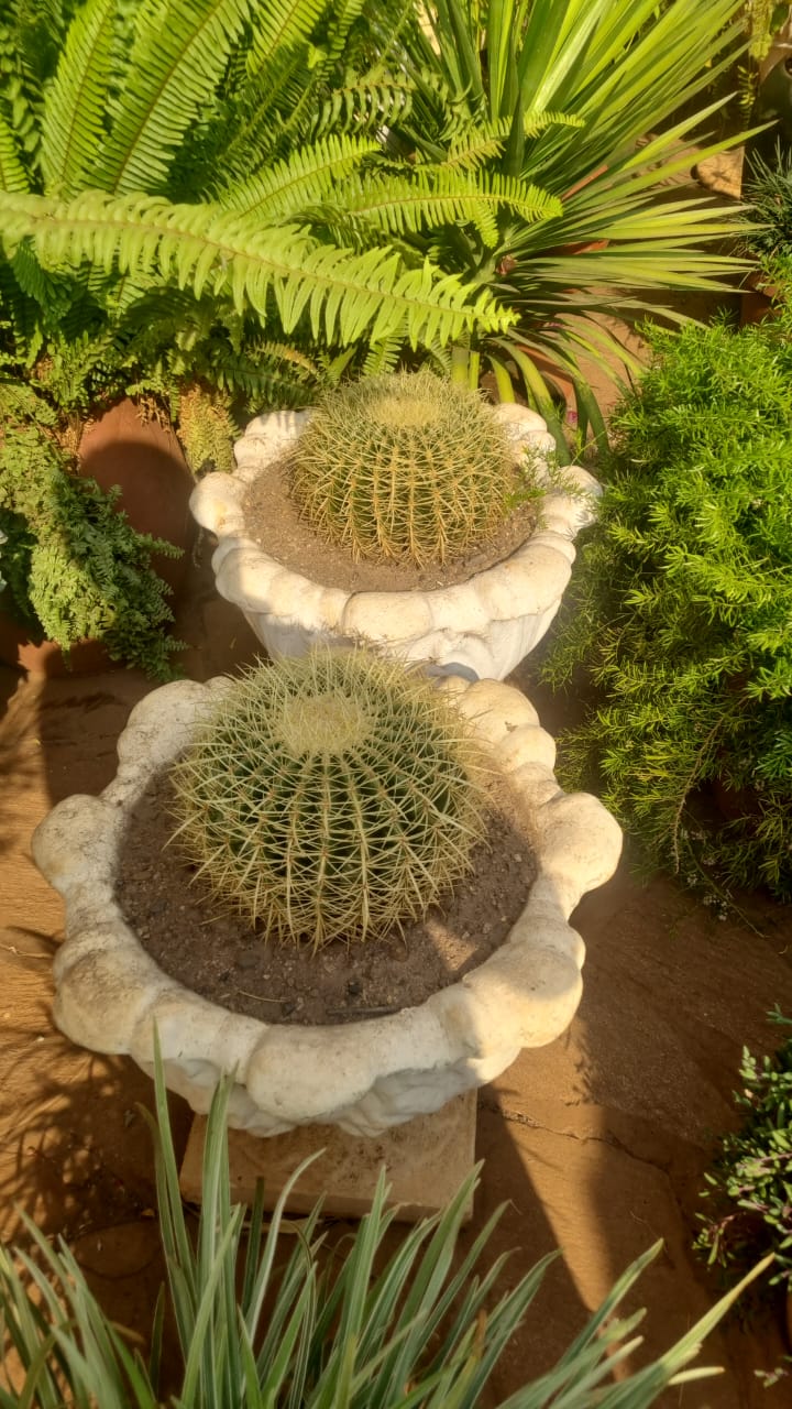 Mother-in-law Cushion